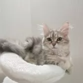 サイベリアン【神奈川県・女の子・2025年6月16日・ブルーパッチドタビー】の写真3