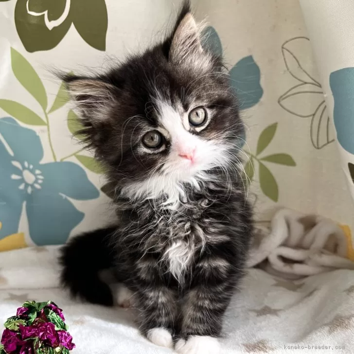 ID：2402-00474の子猫