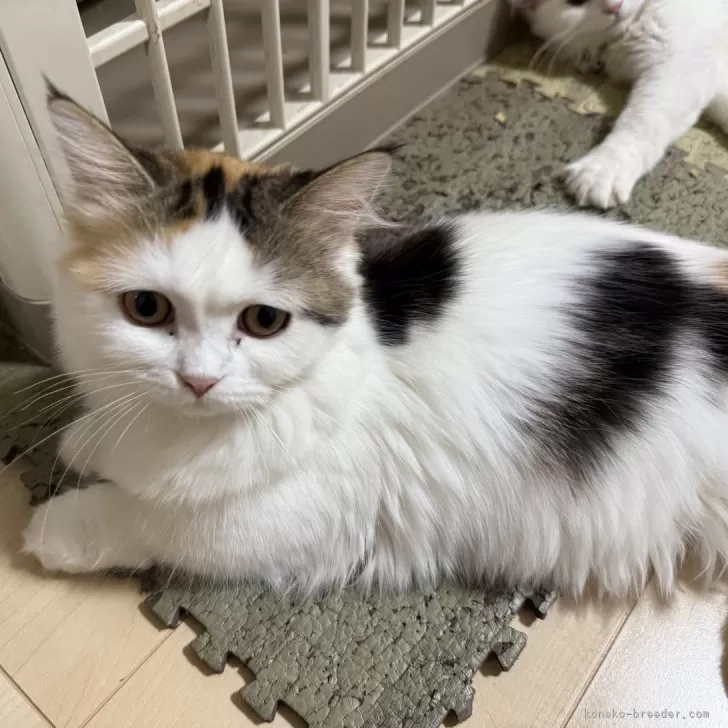 ID：2408-03095の子猫