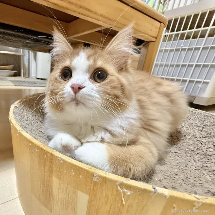 ID：2410-03002の子猫