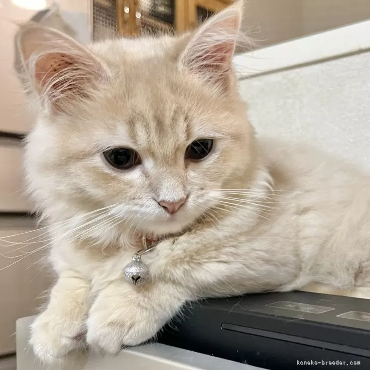 ID:2407-02392の子猫