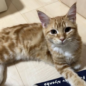 マンチカン(長足)【栃木県・男の子・2023年4月19日・レッドタビー&ホワイト】の写真「ご見学時にお迎え可能です❣️甘えん坊さん❣️」