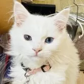 ミヌエット(長足)【栃木県・男の子・2024年7月22日・ホワイト】の写真1