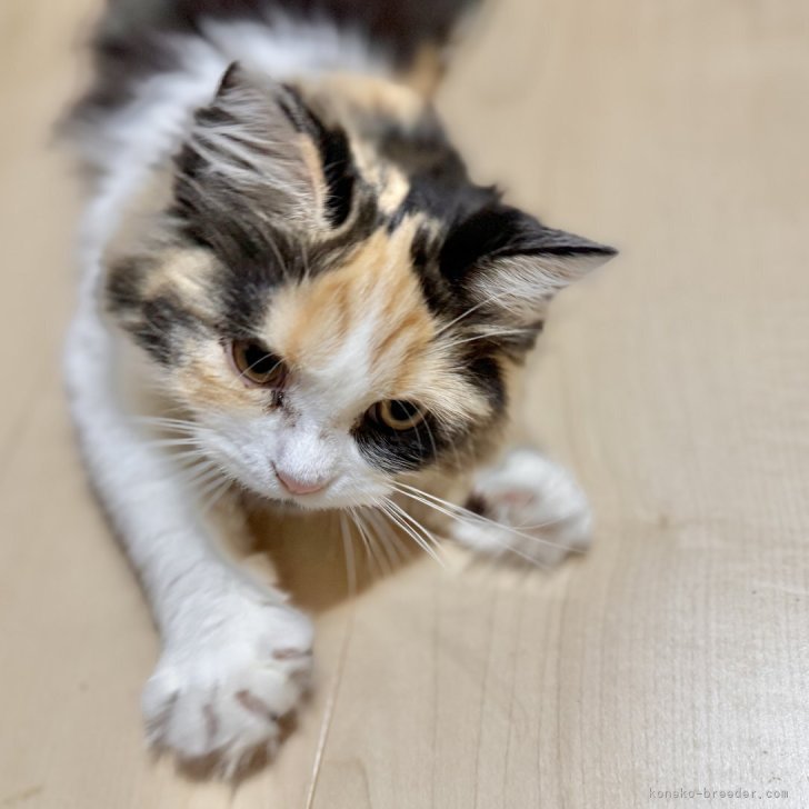 ブリーダー画像