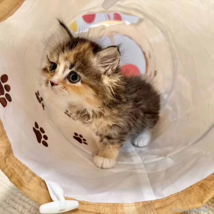 ミンポキ 様のお迎えした子猫