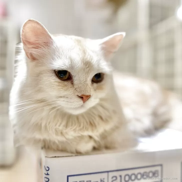 ミヌエット(短足)【栃木県・男の子・2025年3月10日・カメオ】の写真1