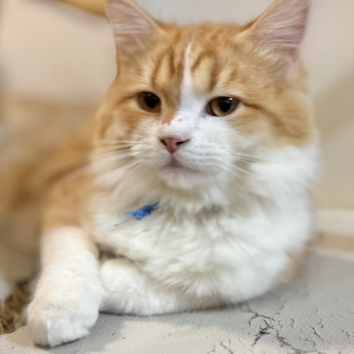 ブリーダー画像