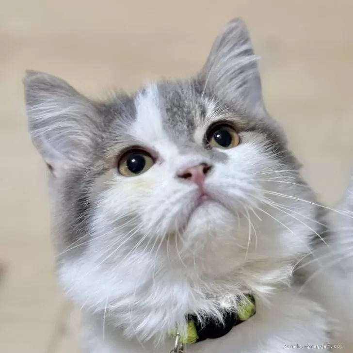 ID：2509-00914の子猫