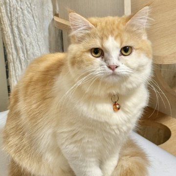 ミヌエット(長足)【栃木県・女の子・2025年5月1日・レッドタビー&ホワイト】の写真「すこしおしゃまな子♡」