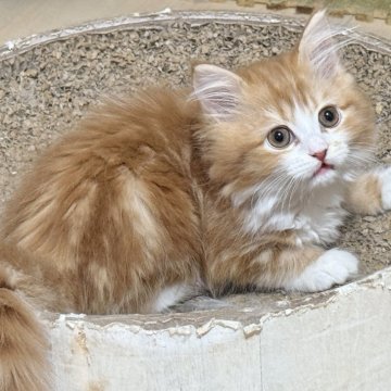 マンチカン(長足)【栃木県・女の子・2025年9月7日・レッドタビー】の写真「とても可愛い子♡」