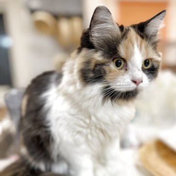 ミヌエット(長足)【栃木県・女の子・2025年6月3日・ブラックトービー&ホワイト】の写真「甘えん坊のストーカー♡」