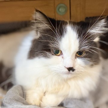 ミヌエット(短足)【栃木県・男の子・2025年5月1日・ブラック&ホワイト】の写真「べたっり甘えん坊ちゃん♡」