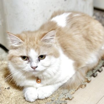 ミヌエット(長足)【栃木県・女の子・2025年5月1日・レッドタビー&ホワイト】の写真「すこしおしゃまな子♡」