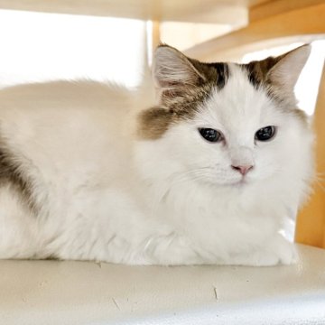 ミヌエット(長足)【栃木県・男の子・2025年6月3日・ブラウンタビー&ホワイト】の写真「甘えん坊さん♡」