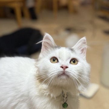 ミヌエット(長足)【栃木県・男の子・2025年6月3日・ブルータビー&ホワイト】の写真「とても甘えん坊さん♡」