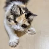 ミヌエット(長足)