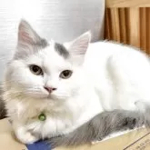 ミヌエット(長足)