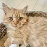 マンチカン(短足)