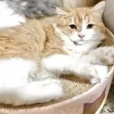 ミヌエット(長足)