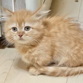 マンチカン(短足)