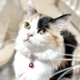 ミヌエット(長足)