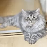 ミヌエット(長足)