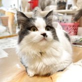 ミヌエット(短足)