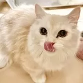 ミヌエット(短足)