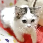 ミヌエット(長足)