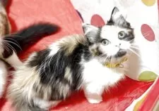 ミヌエット(長足)【栃木県・女の子・2025年6月3日・ブラックトービー&ホワイト】の写真5