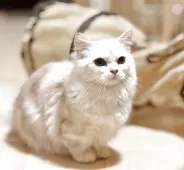 ミヌエット(短足)【栃木県・男の子・2025年3月10日・カメオ】の写真5