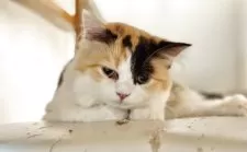 ミヌエット(長足)【栃木県・女の子・2025年5月1日・ブラックトービー&ホワイト】の写真6