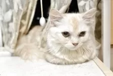 ミヌエット(短足)【栃木県・男の子・2025年3月10日・カメオ】の写真6