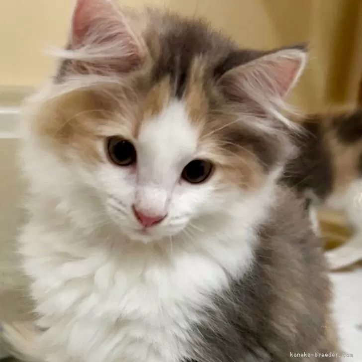 ID：2505-02110の子猫