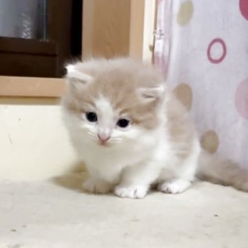 ノルウェージャンフォレストキャット【岐阜県・男の子・2025年10月29日・クリームタビー&ホワイト（長毛）】の写真「かわいい男の子😺」