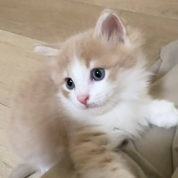 ノルウェージャンフォレストキャット