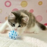 ノルウェージャンフォレストキャット
