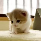 ノルウェージャンフォレストキャット