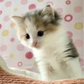 ノルウェージャンフォレストキャット