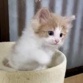 ノルウェージャンフォレストキャット