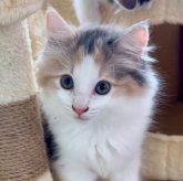 ノルウェージャンフォレストキャット