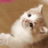 ノルウェージャンフォレストキャット