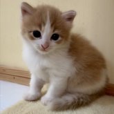 ノルウェージャンフォレストキャット