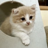 ノルウェージャンフォレストキャット