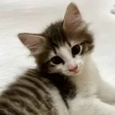 ノルウェージャンフォレストキャット