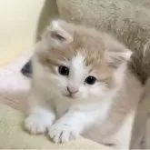 ノルウェージャンフォレストキャット