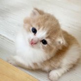 ノルウェージャンフォレストキャット