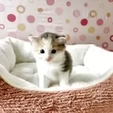 ノルウェージャンフォレストキャット