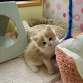 ノルウェージャンフォレストキャット