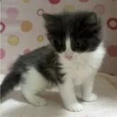 ノルウェージャンフォレストキャット